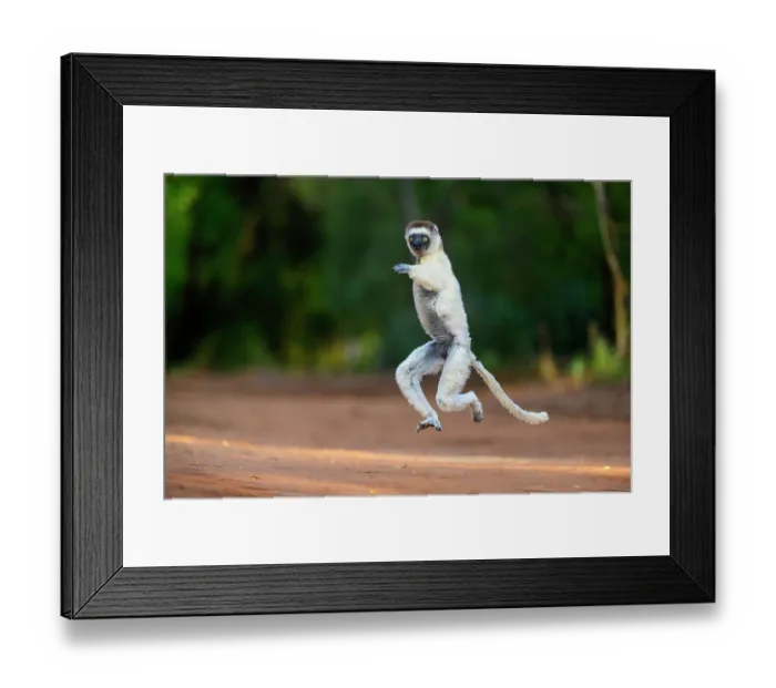 Framed Print : RF - Verreaux's sifaka (Propithecus verreauxi) male, bounding across open ground in early morning sunshine, Berenty Private Reserve, southern Madagascar. Critically endangered Framed Print : RF - Verreaux's sifaka (Propithecus verreauxi) male, bounding across open ground in early morning sunshine, Berenty Private Reserve, southern Madagascar. Critically endangered