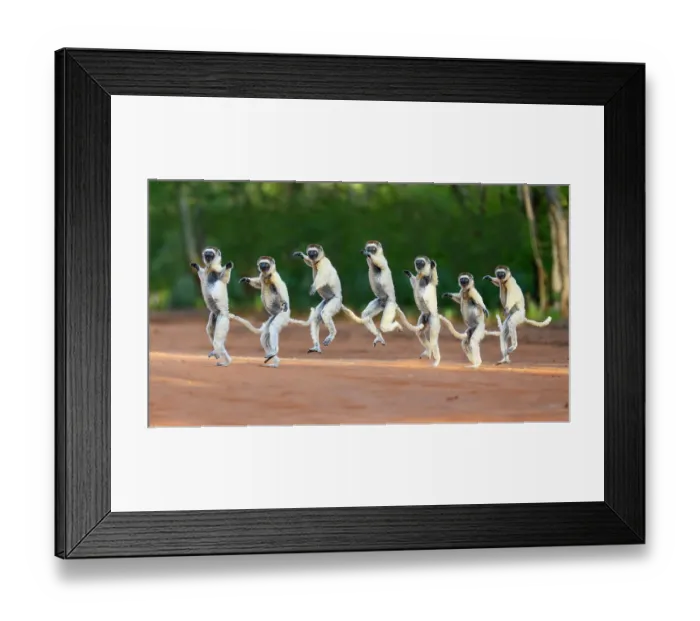 Framed Print : RF - Verreaux's sifaka (Propithecus verreauxi) male, bounding across open ground in early morning sunshine, Berenty Private Reserve, southern Madagascar. Critically endangered Framed Print : RF - Verreaux's sifaka (Propithecus verreauxi) male, bounding across open ground in early morning sunshine, Berenty Private Reserve, southern Madagascar. Critically endangered