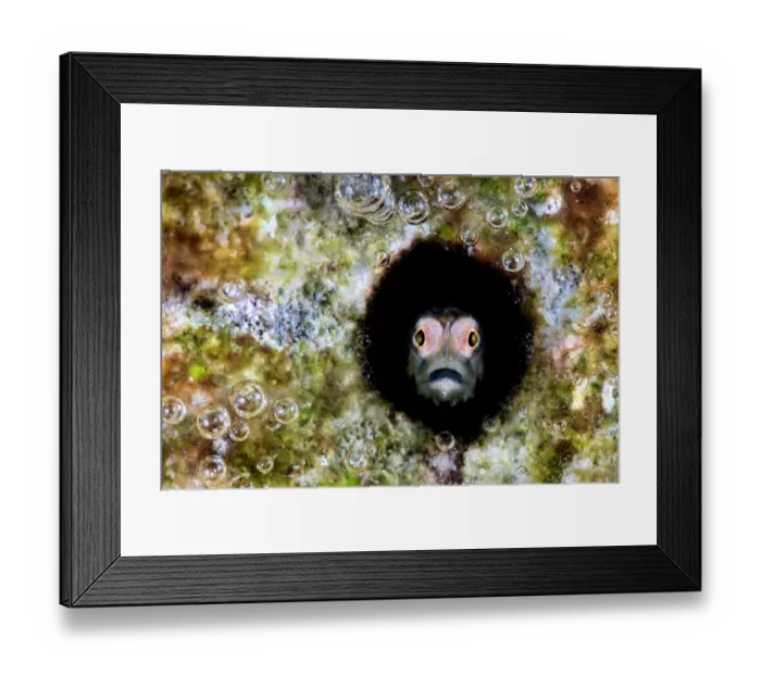 Framed Print : Unicorn goby (Cerogobius petrophilus) peering out from hole in coral reef, with bubbles of oxygen being released by the algae growing on the rocks, Gubal Island, Egypt, Red Sea Framed Print : Unicorn goby (Cerogobius petrophilus) peering out from hole in coral reef, with bubbles of oxygen being released by the algae growing on the rocks, Gubal Island, Egypt, Red Sea