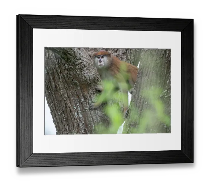 Framed Print : Patas monkey (Erythrocebus patas) resting in tree, Faraba Banta, The Gambia Framed Print : Patas monkey (Erythrocebus patas) resting in tree, Faraba Banta, The Gambia