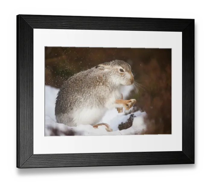 Framed Print : Mountain hare (Lepus timidus) shaking water off its fur after rain, Cairngorms National Park, Scotland, UK. February Framed Print : Mountain hare (Lepus timidus) shaking water off its fur after rain, Cairngorms National Park, Scotland, UK. February