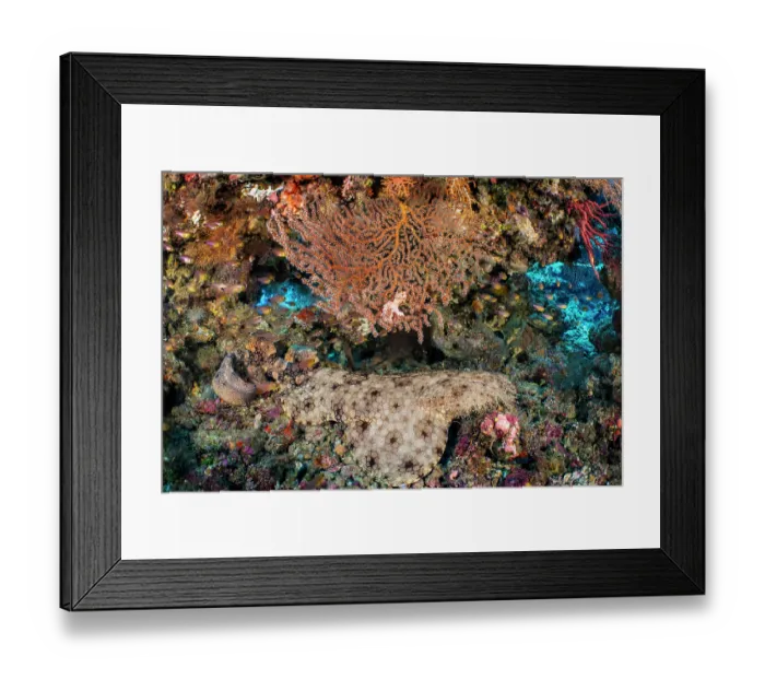 Framed Print : Tassled wobbegong (Eucrossorhinus dasypogon) resting on a coral reef, Misool, Raja Ampat, West Papua, Indonesia, Ceram Sea, Pacific Ocean Framed Print : Tassled wobbegong (Eucrossorhinus dasypogon) resting on a coral reef, Misool, Raja Ampat, West Papua, Indonesia, Ceram Sea, Pacific Ocean