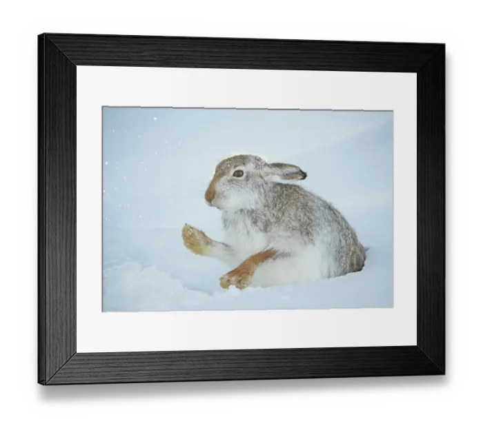 Framed Print : Mountain hare (Lepus timidus) shaking the snow off its paws at entrance to snowhole high in the mountains, Cairngorms National Park, Scotland, UK. January Framed Print : Mountain hare (Lepus timidus) shaking the snow off its paws at entrance to snowhole high in the mountains, Cairngorms National Park, Scotland, UK. January