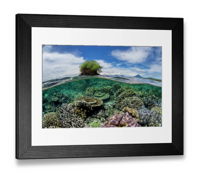Framed Print : Split level view of a thriving coral garden with hard corals (including Acropora sp.) growing next to a small island, with mainland volcanoes in the background, Kimbe Bay Framed Print : Split level view of a thriving coral garden with hard corals (including Acropora sp.) growing next to a small island, with mainland volcanoes in the background, Kimbe Bay