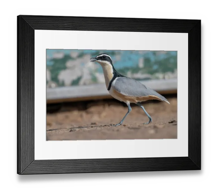 Framed Print : Egyptian plover (Pluvianus aegyptius) walking over sand, Jajanburreh, The Gambia Framed Print : Egyptian plover (Pluvianus aegyptius) walking over sand, Jajanburreh, The Gambia