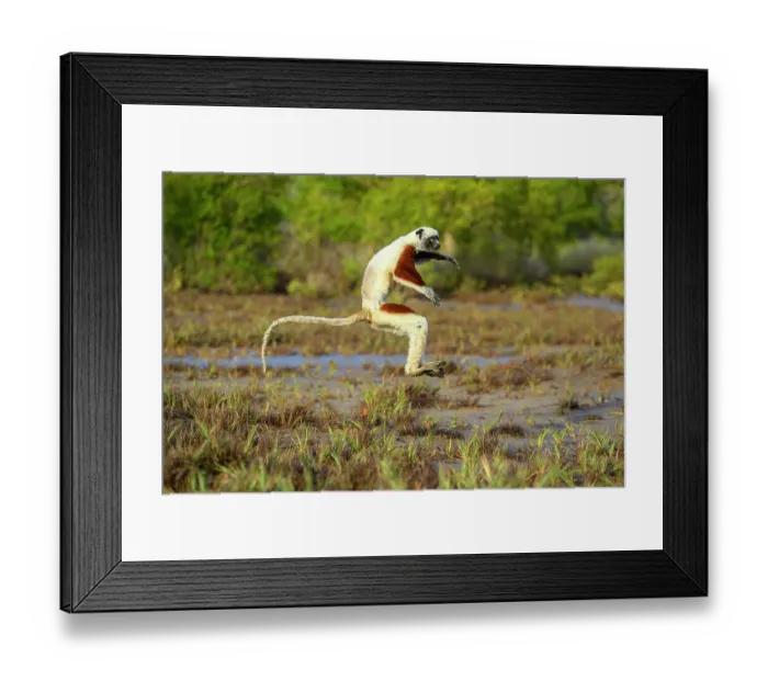 Framed Print : RF - Coquerel's sifaka (Propithecus coquereli) male, bounding over open ground between mangroves and deciduous forest edge, Anjajavy Private Reserve, north west Madagascar Framed Print : RF - Coquerel's sifaka (Propithecus coquereli) male, bounding over open ground between mangroves and deciduous forest edge, Anjajavy Private Reserve, north west Madagascar