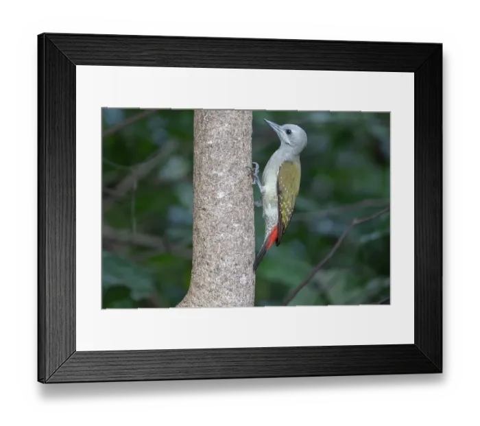 Framed Print : African grey woodpecker (Dendropicos goertae) female, perched on tree trunk, Brufut, The Gambia