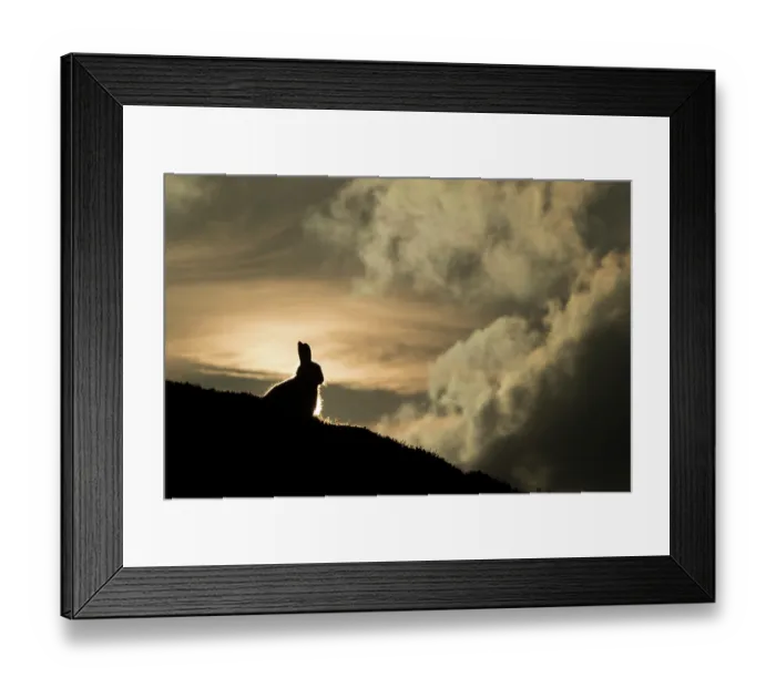 Framed Print : Mountain hare (Lepus timidus) sitting on mountain ridge, silhouetted at sunset, Cairngorms National Park, Scotland, UK. February Framed Print : Mountain hare (Lepus timidus) sitting on mountain ridge, silhouetted at sunset, Cairngorms National Park, Scotland, UK. February