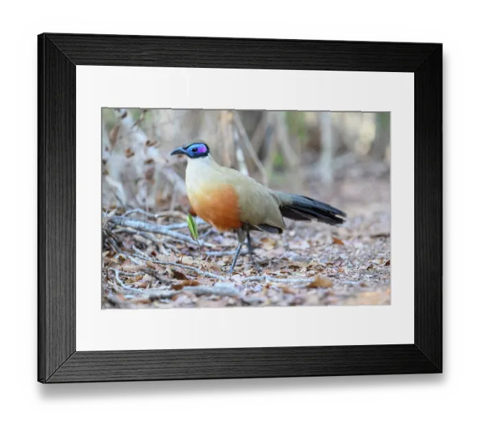 Framed Print : RF - Giant coua (Coua gigas) portrait, Kirindy Forest, Central Menabe, western Madagascar. (This image may be licensed either as rights managed or royalty free.) Framed Print : RF - Giant coua (Coua gigas) portrait, Kirindy Forest, Central Menabe, western Madagascar. (This image may be licensed either as rights managed or royalty free.)