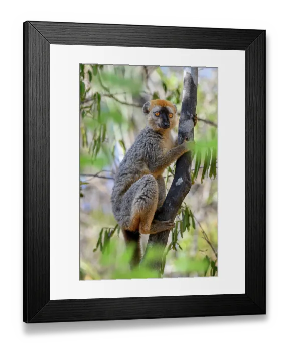 Framed Print : RF - Red-fronted brown lemur (Eulemur rufifrons) male, resting on tree branch in forest understorey, Kirindy Forest, Central Menabe, western Madagascar Framed Print : RF - Red-fronted brown lemur (Eulemur rufifrons) male, resting on tree branch in forest understorey, Kirindy Forest, Central Menabe, western Madagascar