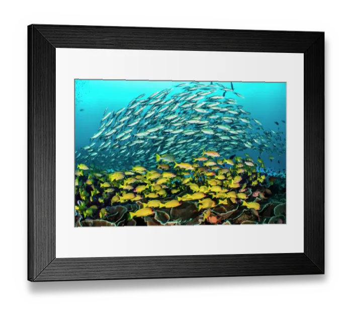 Framed Print : School of Scissortail fusilier (Caesio caerulaurea) swimming over Five-lined snappers (Lutjanus quinquelineatus) and Mimic goatfish (Mulliodichthys mimicus) above plate corals Framed Print : School of Scissortail fusilier (Caesio caerulaurea) swimming over Five-lined snappers (Lutjanus quinquelineatus) and Mimic goatfish (Mulliodichthys mimicus) above plate corals