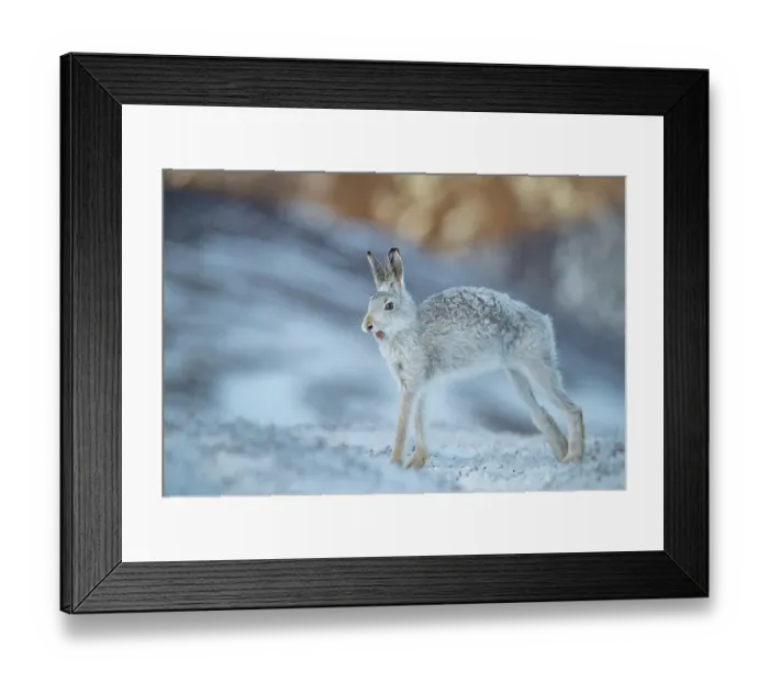 Framed Print : Mountain hare (Lepus timidus) stretching after waking up, Cairngorms National Park, Scotland, UK. February Framed Print : Mountain hare (Lepus timidus) stretching after waking up, Cairngorms National Park, Scotland, UK. February