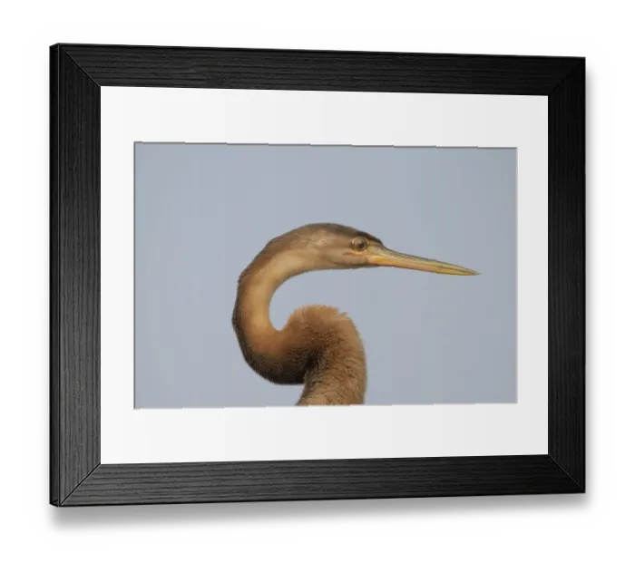 Framed Print : African darter (Anhinga rufa) juvenile, head portrait, Allahein river, The Gambia Framed Print : African darter (Anhinga rufa) juvenile, head portrait, Allahein river, The Gambia