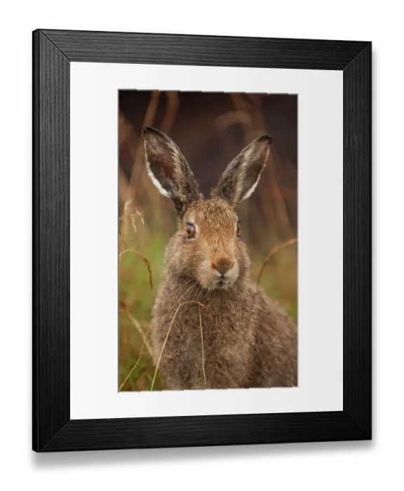 Framed Print : Mountain hare (Lepus timidus) sub-adult in summer coat, portrait, Peak District National Park, England, UK. August Framed Print : Mountain hare (Lepus timidus) sub-adult in summer coat, portrait, Peak District National Park, England, UK. August