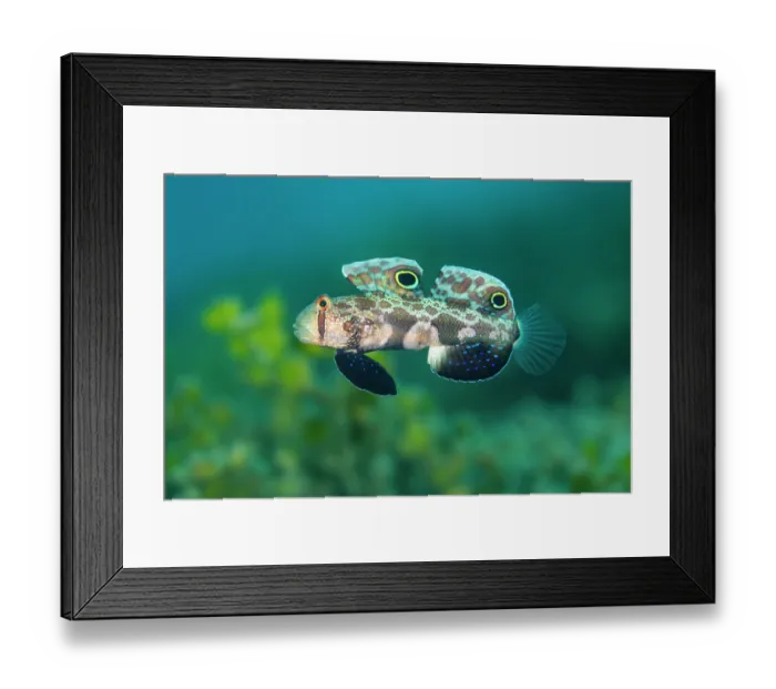 Framed Print : Twin spot goby (Signigobius biocellatus) portrait. The colouration of this goby is thought to mimic the eyes and claws of a crab Framed Print : Twin spot goby (Signigobius biocellatus) portrait. The colouration of this goby is thought to mimic the eyes and claws of a crab
