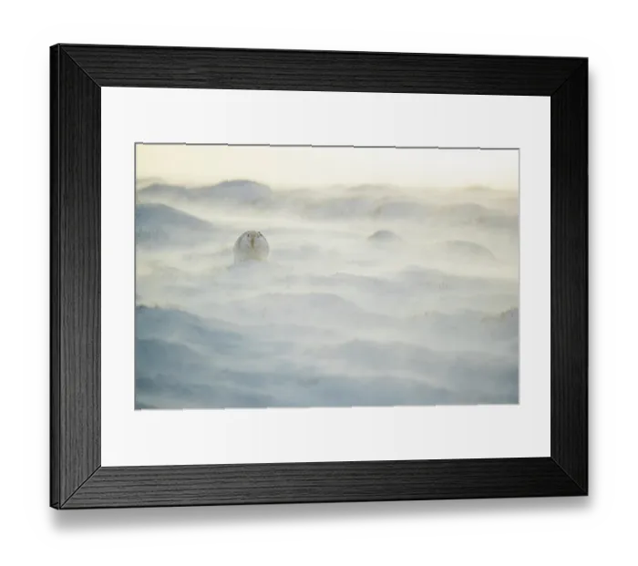 Framed Print : Mountain hare (Lepus timidus) resting on snow in gale force winds and swirling spindrift high on exposed plateau, Cairngorms National Park, Scotland, UK. February Framed Print : Mountain hare (Lepus timidus) resting on snow in gale force winds and swirling spindrift high on exposed plateau, Cairngorms National Park, Scotland, UK. February