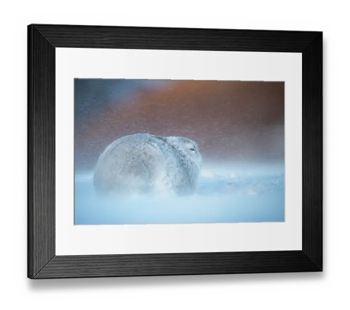 Framed Print : Mountain hare (Lepus timidus) resting on snow in gale force winds and swirling spindrift high on an exposed plateau, Cairngorms National Park, Scotland, UK. February Framed Print : Mountain hare (Lepus timidus) resting on snow in gale force winds and swirling spindrift high on an exposed plateau, Cairngorms National Park, Scotland, UK. February