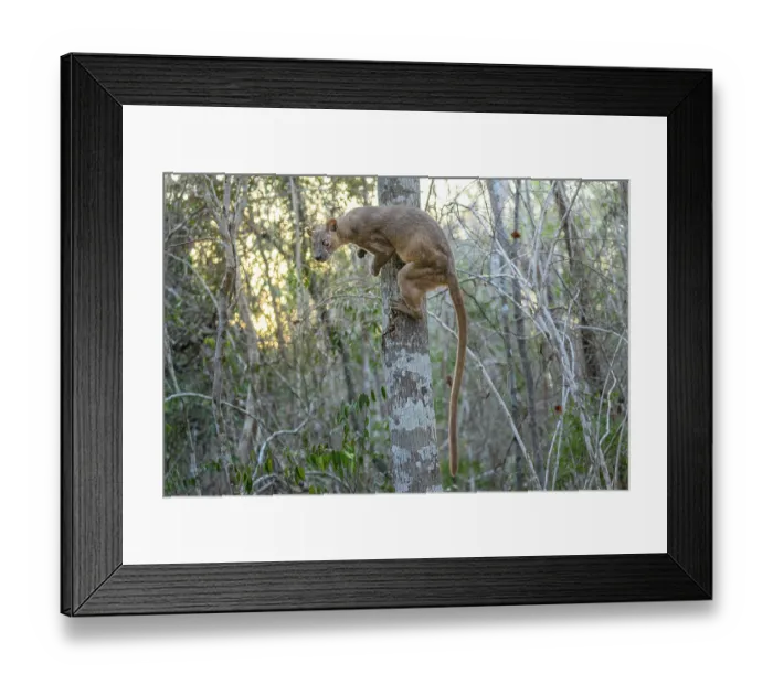 Framed Print : RF - Fosa (Cryptoprocta ferox) female, climbing tree in dry deciduous forest, Kirindy, Menabe, western Madagascar Framed Print : RF - Fosa (Cryptoprocta ferox) female, climbing tree in dry deciduous forest, Kirindy, Menabe, western Madagascar