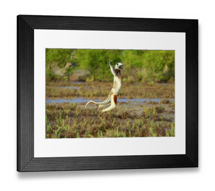 Framed Print : RF - Coquerel's sifaka (Propithecus coquereli) male, bounding over open space between mangroves and deciduous forest edge, Anjajavy Private Reserve, north west Madagascar Framed Print : RF - Coquerel's sifaka (Propithecus coquereli) male, bounding over open space between mangroves and deciduous forest edge, Anjajavy Private Reserve, north west Madagascar