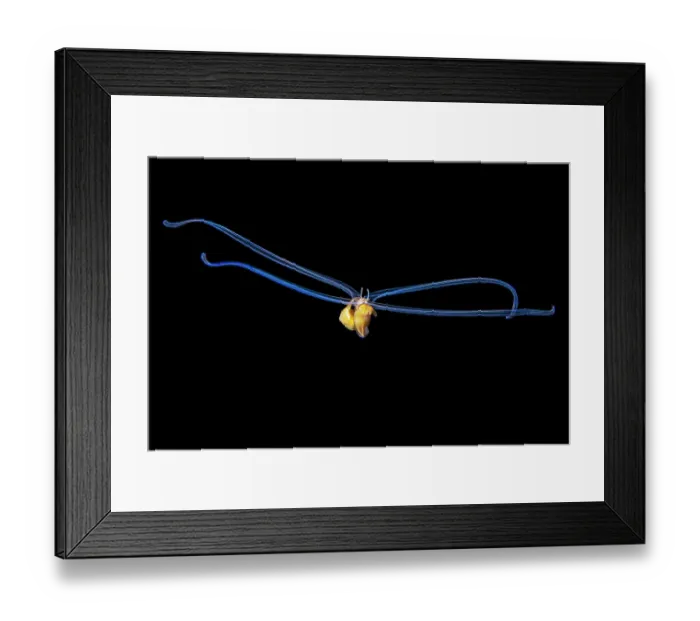 Framed Print : A pelagic veliger larva of a mollusc in open water at night, Seven Mile Beach, Grand Cayman, Cayman Islands, British West Indies, Caribbean Sea Framed Print : A pelagic veliger larva of a mollusc in open water at night, Seven Mile Beach, Grand Cayman, Cayman Islands, British West Indies, Caribbean Sea