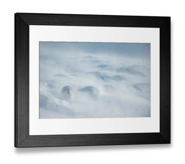 Framed Print : Mountain hare (Lepus timidus) encrusted in snow and ice sitting on snow in gale force winds and blowing spindrift on mountainside, Cairngorms National Park, Scotland, UK. February Framed Print : Mountain hare (Lepus timidus) encrusted in snow and ice sitting on snow in gale force winds and blowing spindrift on mountainside, Cairngorms National Park, Scotland, UK. February