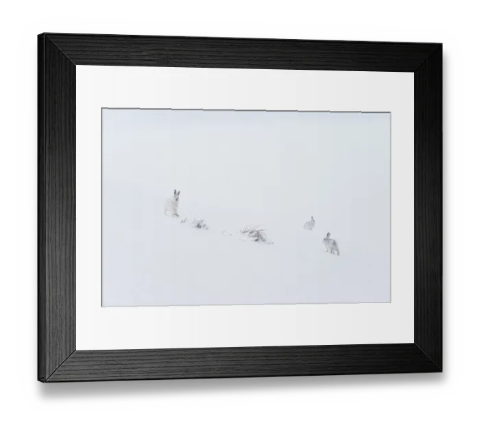 Framed Print : Three Mountain hares (Lepus timidus) on a snow slope high in the mountains in a blizzard Framed Print : Three Mountain hares (Lepus timidus) on a snow slope high in the mountains in a blizzard