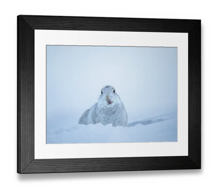 Framed Print : Mountain hare (Lepus timidus) in winter coat, sitting in snow hole licking its nose, Cairngorms National Park, Scotland, UK. February Framed Print : Mountain hare (Lepus timidus) in winter coat, sitting in snow hole licking its nose, Cairngorms National Park, Scotland, UK. February