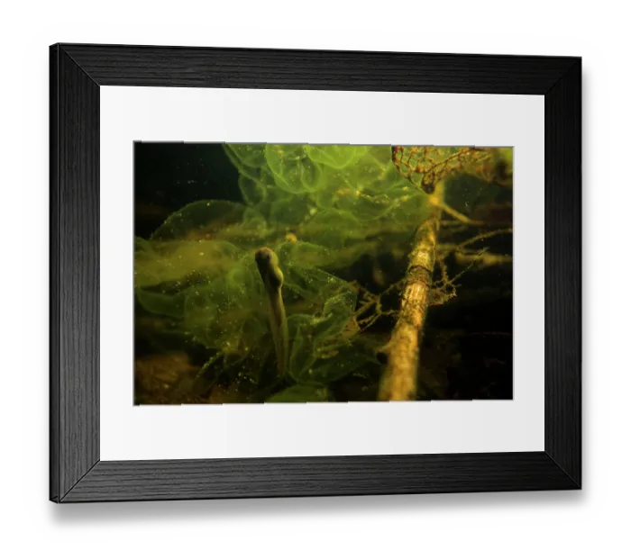 Framed Print : Agile frog (Rana dalmatina) newly hatched tadpole feeding on empty frogspawn, Circeo National Park, Italy Framed Print : Agile frog (Rana dalmatina) newly hatched tadpole feeding on empty frogspawn, Circeo National Park, Italy