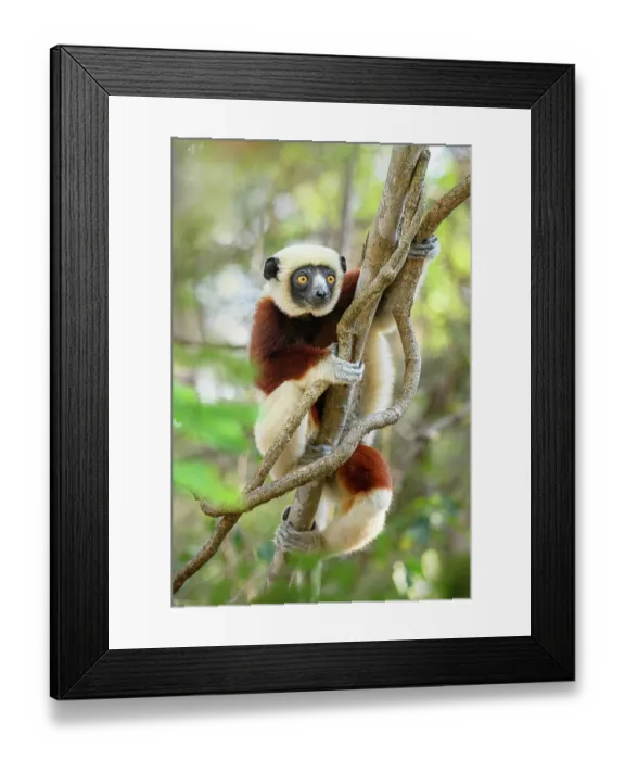 Framed Print : RF - Coquerel's sifaka (Propithecus coquereli) female, resting in tree in forest understorey, Anjajavy Private Reserve, north west Madagascar. Critically endangered Framed Print : RF - Coquerel's sifaka (Propithecus coquereli) female, resting in tree in forest understorey, Anjajavy Private Reserve, north west Madagascar. Critically endangered