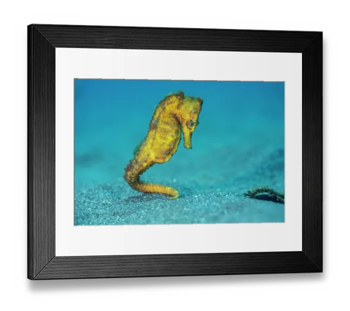 Framed Print : Common seahorse (Hippocampus kuda) female, portrait, Bitung, North Sulawesi, Indonesia, Lembeh Strait, Molucca Sea Framed Print : Common seahorse (Hippocampus kuda) female, portrait, Bitung, North Sulawesi, Indonesia, Lembeh Strait, Molucca Sea