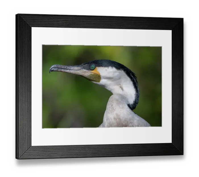 Framed Print : Great cormorant (Phalacrocorax carbo) head portrait, Bao Bolong Wetland Reserve, The Gambia Framed Print : Great cormorant (Phalacrocorax carbo) head portrait, Bao Bolong Wetland Reserve, The Gambia