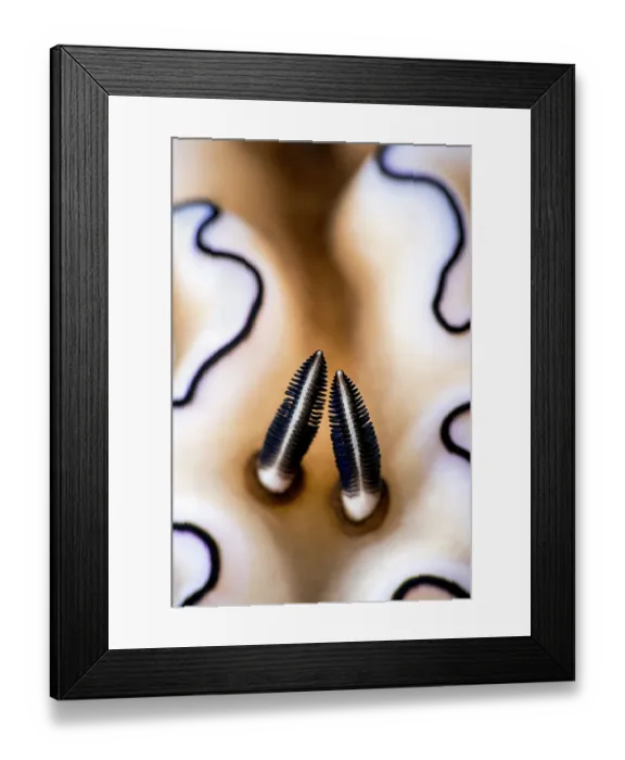 Framed Print : Details of the rhinophores of a Nudibranch (Doriprismatica atromarginata) on a coral reef, Bitung, North Sulawesi, Indonesia, Lembeh Strait, Molucca Sea Framed Print : Details of the rhinophores of a Nudibranch (Doriprismatica atromarginata) on a coral reef, Bitung, North Sulawesi, Indonesia, Lembeh Strait, Molucca Sea