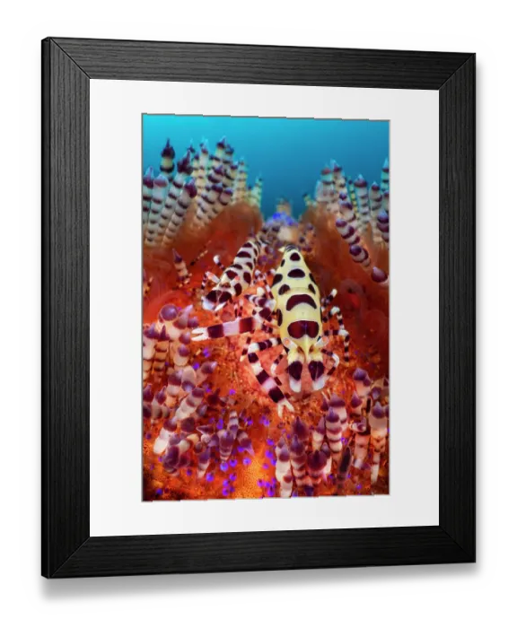 Framed Print : Coleman shrimps (Periclimenes colemani) pair, female on right, resting in their Fire urchin (Asthenosoma varium) home, Bitung, North Sulawesi, Indonesia, Lembeh Strait Framed Print : Coleman shrimps (Periclimenes colemani) pair, female on right, resting in their Fire urchin (Asthenosoma varium) home, Bitung, North Sulawesi, Indonesia, Lembeh Strait