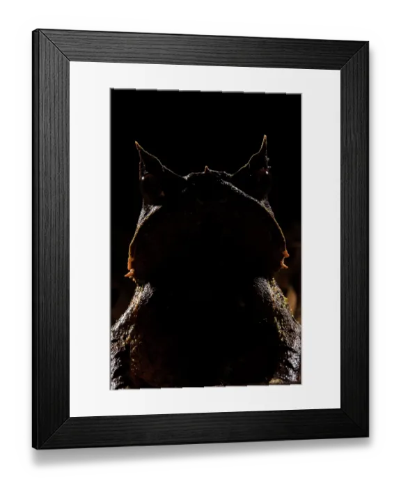 Framed Print : Malaysian horned frog (Pelobatrachus nasutus) looking forward, Kubah National Park, Sarawak, Borneo Framed Print : Malaysian horned frog (Pelobatrachus nasutus) looking forward, Kubah National Park, Sarawak, Borneo