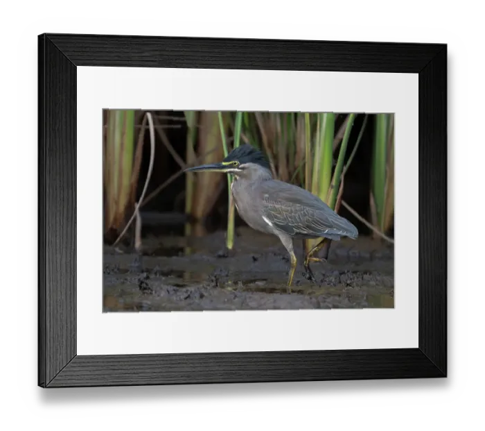 Framed Print : RF - Green-backed heron (Butorides striata) walking through mud along riverbank, Allahein river, The Gambia. (This image may be licensed either as rights managed or royalty free.) Framed Print : RF - Green-backed heron (Butorides striata) walking through mud along riverbank, Allahein river, The Gambia. (This image may be licensed either as rights managed or royalty free.)