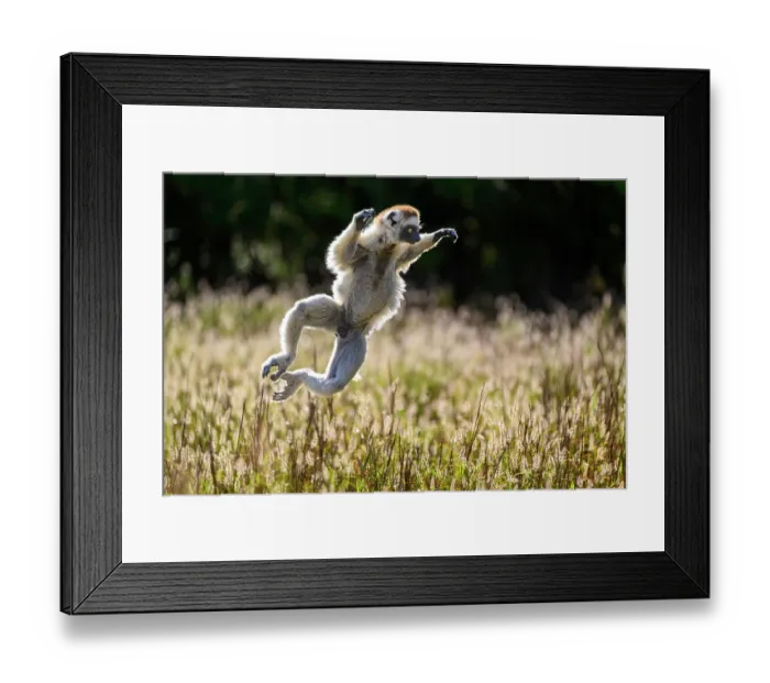 Framed Print : RF - Verreaux's sifaka (Propithecus verreauxi) male, bounding through open grassland in early morning sunshine, Berenty Private Reserve, southern Madagascar Framed Print : RF - Verreaux's sifaka (Propithecus verreauxi) male, bounding through open grassland in early morning sunshine, Berenty Private Reserve, southern Madagascar