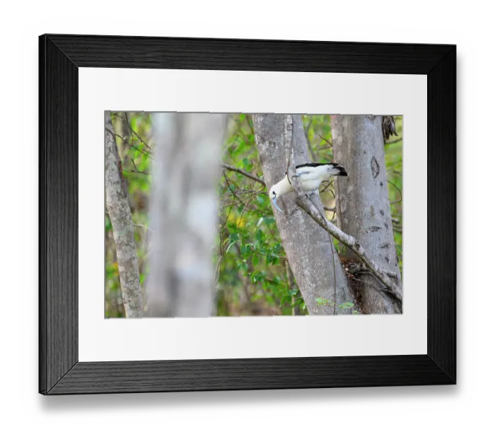 Framed Print : RF - Sickle-billed vanga (Falculea palliata) investigating tree branch in forest understorey, Anjajavy Private Reserve, north west Madagascar Framed Print : RF - Sickle-billed vanga (Falculea palliata) investigating tree branch in forest understorey, Anjajavy Private Reserve, north west Madagascar