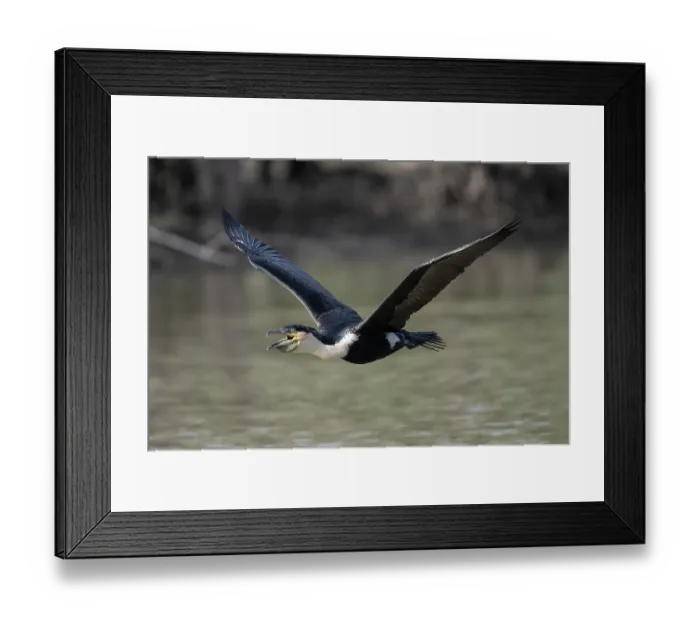 Framed Print : Great cormorant (Phalacrocorax carbo) in flight over water, Bao Bolong Wetland Reserve, The Gambia