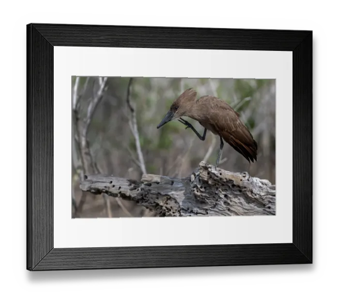 Framed Print : RF - Hamerkop (Scopus umbretta) scratching its head, Allahein river, The Gambia. (This image may be licensed either as rights managed or royalty free.) Framed Print : RF - Hamerkop (Scopus umbretta) scratching its head, Allahein river, The Gambia. (This image may be licensed either as rights managed or royalty free.)