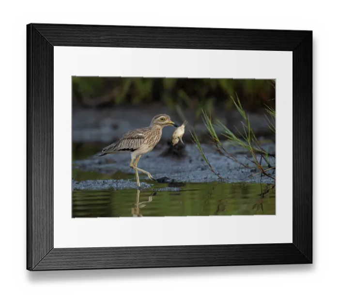 Framed Print : Senegal thick-knee (Burhinus senegalensis) feeding on a dead fish in shallow water, Allahein river, The Gambia Framed Print : Senegal thick-knee (Burhinus senegalensis) feeding on a dead fish in shallow water, Allahein river, The Gambia