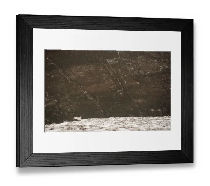 Framed Print : Mountain hare (Lepus timidus) in winter coat, running across snow covered hilltop, with a distant snow free valley behind, Cairngorms National Park, Scotland, UK. February Framed Print : Mountain hare (Lepus timidus) in winter coat, running across snow covered hilltop, with a distant snow free valley behind, Cairngorms National Park, Scotland, UK. February