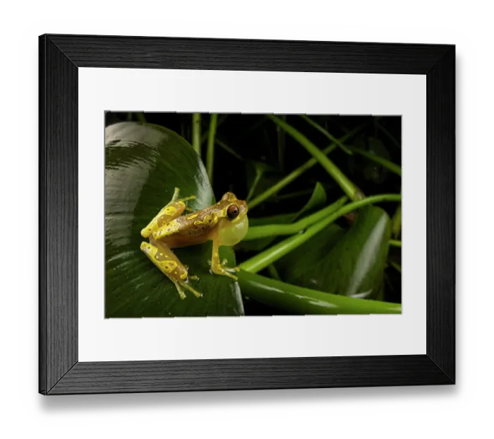 Framed Print : Hourglass tree frog (Dendropsophus ebraccatus) sitting on leaf and calling, Veragua rainforest, Costa Rica Framed Print : Hourglass tree frog (Dendropsophus ebraccatus) sitting on leaf and calling, Veragua rainforest, Costa Rica