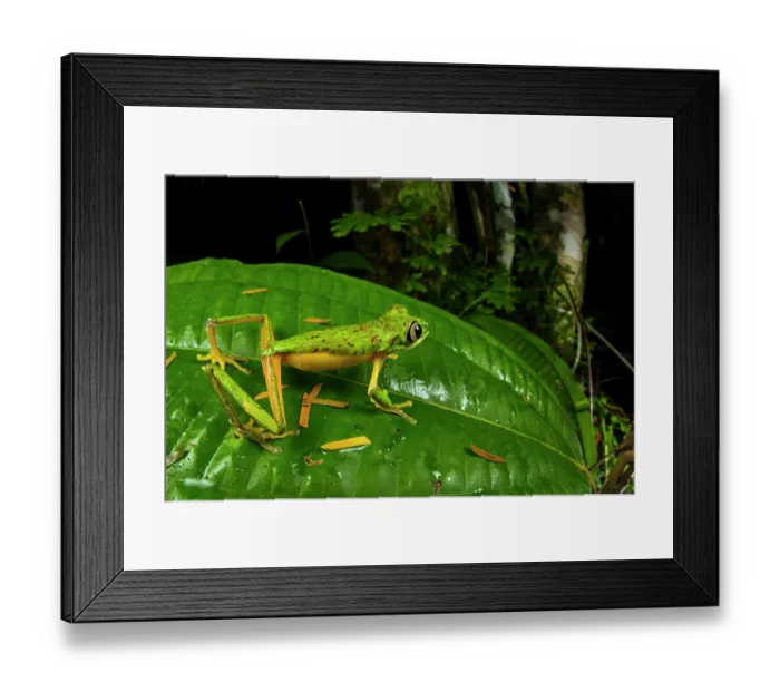 Framed Print : Lemur leaf frog (Agalychnis lemur) resting on leaf and looking around, Veragua rainforest, Costa Rica Framed Print : Lemur leaf frog (Agalychnis lemur) resting on leaf and looking around, Veragua rainforest, Costa Rica
