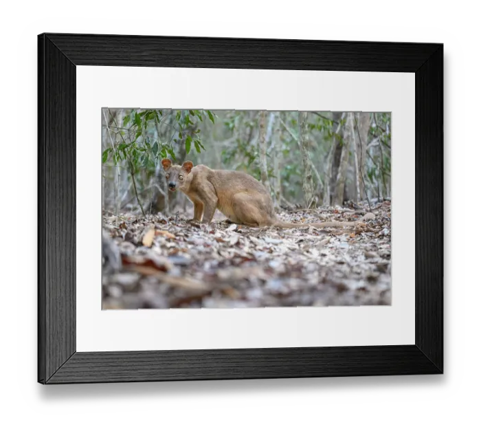 Framed Print : RF - Fosa (Cryptoprocta ferox) female, resting on forest floor in dry deciduous forest, Kirindy, Menabe, western Madagascar