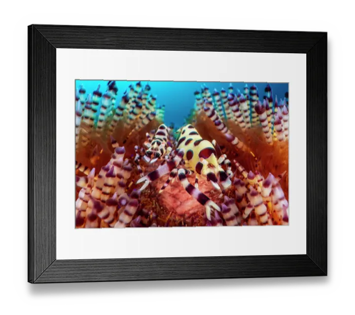 Framed Print : Coleman shrimps (Periclimenes colemani) pair, female on right, resting in their Fire urchin (Asthenosoma varium) home, Bitung, North Sulawesi, Indonesia, Lembeh Strait Framed Print : Coleman shrimps (Periclimenes colemani) pair, female on right, resting in their Fire urchin (Asthenosoma varium) home, Bitung, North Sulawesi, Indonesia, Lembeh Strait