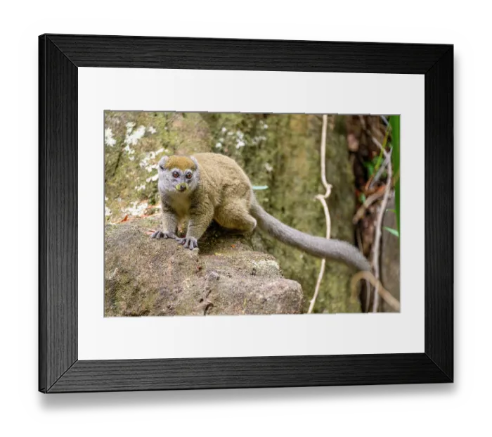 Framed Print : RF - Northern grey bamboo lemur (Hapalemur occidentalis) clambering over boulders in forest, Andrafiamena-Andavakoera Protected Forest, northern Madagascar Framed Print : RF - Northern grey bamboo lemur (Hapalemur occidentalis) clambering over boulders in forest, Andrafiamena-Andavakoera Protected Forest, northern Madagascar