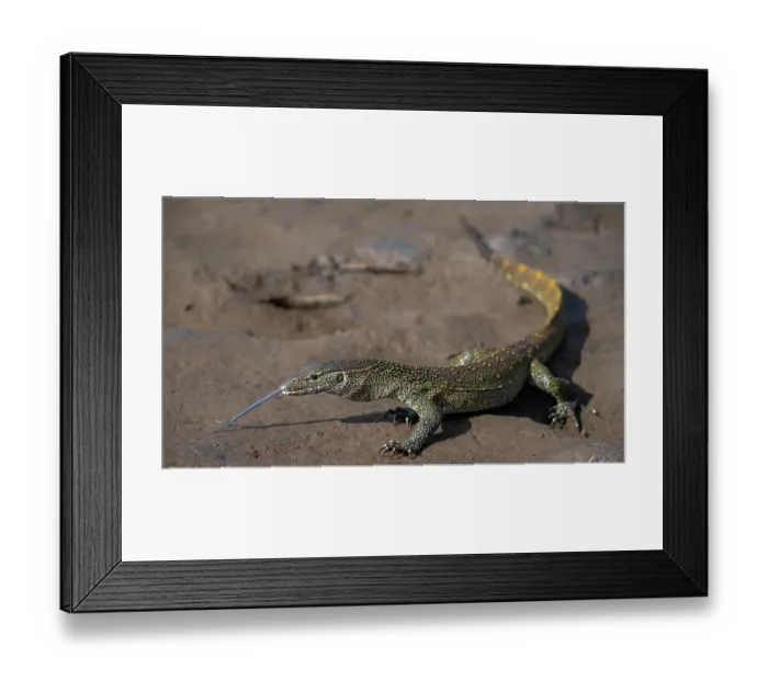 Framed Print : RF - Nile monitor (Varanus niloticus) walking over sandy riverbank with tongue out, Allahein river, The Gambia Framed Print : RF - Nile monitor (Varanus niloticus) walking over sandy riverbank with tongue out, Allahein river, The Gambia