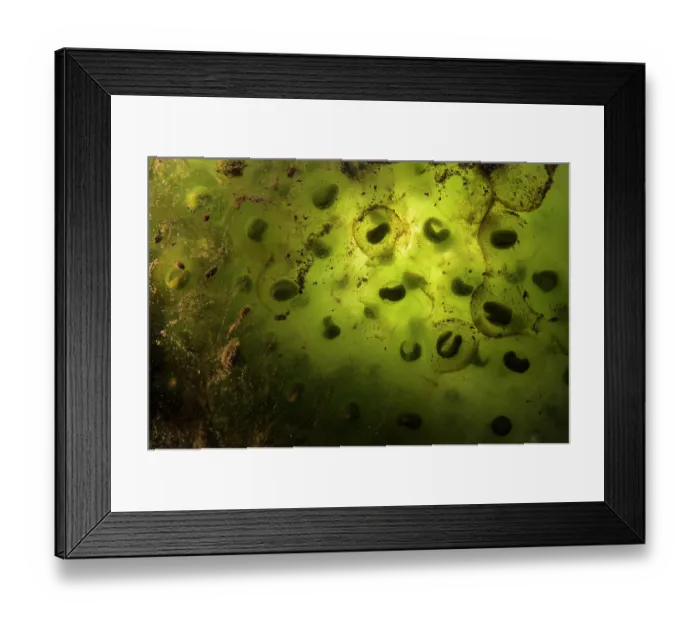 Framed Print : Agile frog (Rana dalmatina) frogspawn with developing tadpoles, Circeo National Park, Italy Framed Print : Agile frog (Rana dalmatina) frogspawn with developing tadpoles, Circeo National Park, Italy