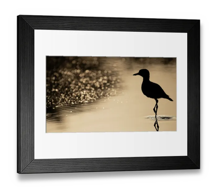 Framed Print : Senegal thick-knee (Burhinus senegalensis) standing in shallow water, silhouetted at dusk, Allahein river, The Gambia Framed Print : Senegal thick-knee (Burhinus senegalensis) standing in shallow water, silhouetted at dusk, Allahein river, The Gambia