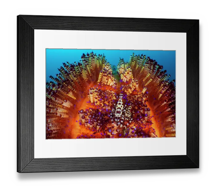 Framed Print : Coleman shrimps (Periclimenes colemani) pair, female on left, resting in their Fire urchin (Asthenosoma varium) home, Bitung, North Sulawesi, Indonesia, Lembeh Strait, Molucca Sea Framed Print : Coleman shrimps (Periclimenes colemani) pair, female on left, resting in their Fire urchin (Asthenosoma varium) home, Bitung, North Sulawesi, Indonesia, Lembeh Strait, Molucca Sea